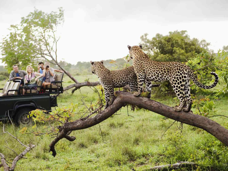 kruger3