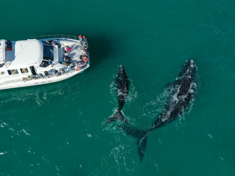 whale watching hermanus2