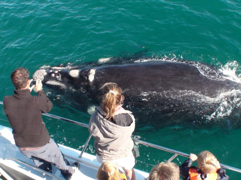 whale watching hermanus3