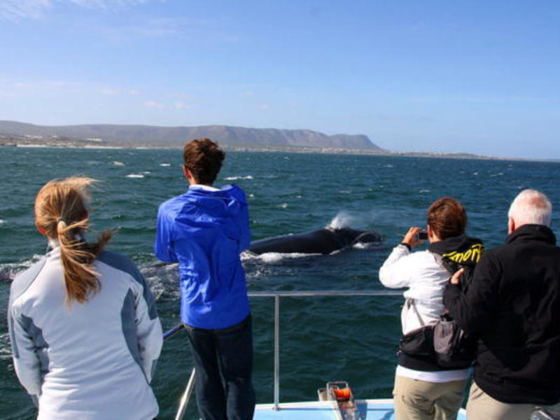 whale watching hermanus4