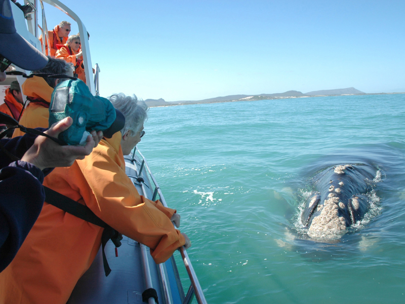 whale watching1