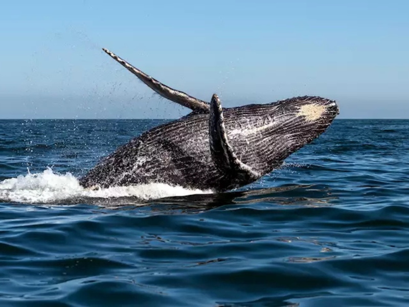 whale watching2