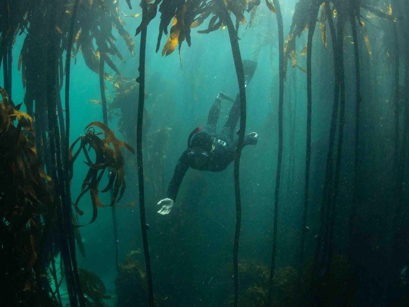 Diver exploring a kelp forest near Cape Town