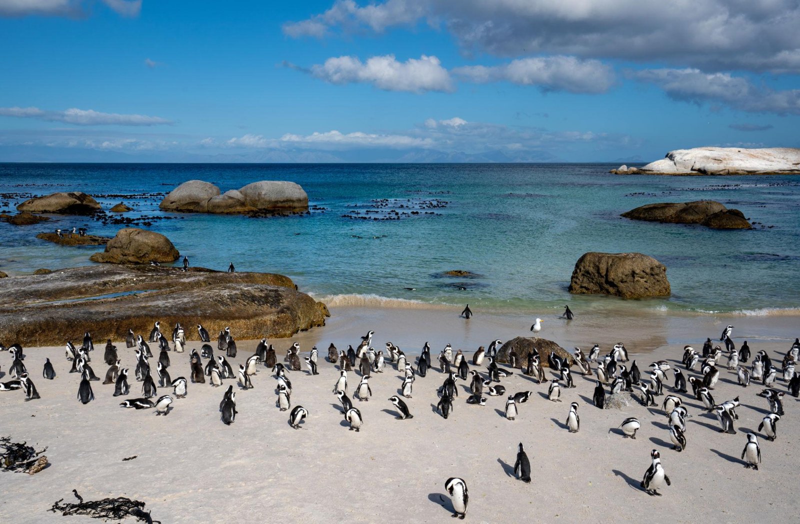 penguins