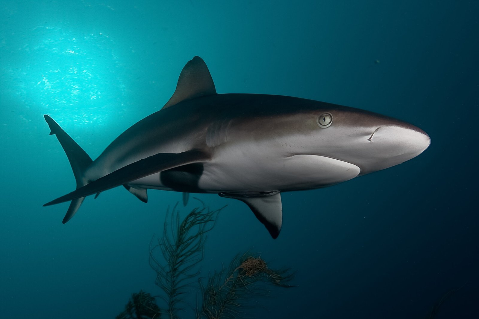 Bronze Whaler shark swimming underwater near Cape Town