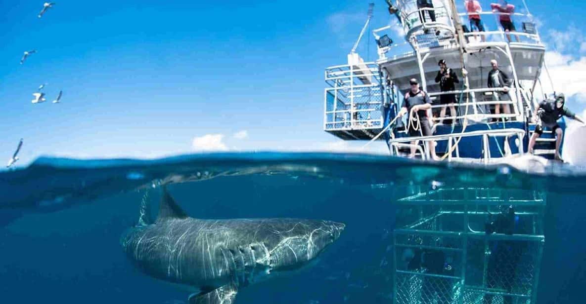 shark under water