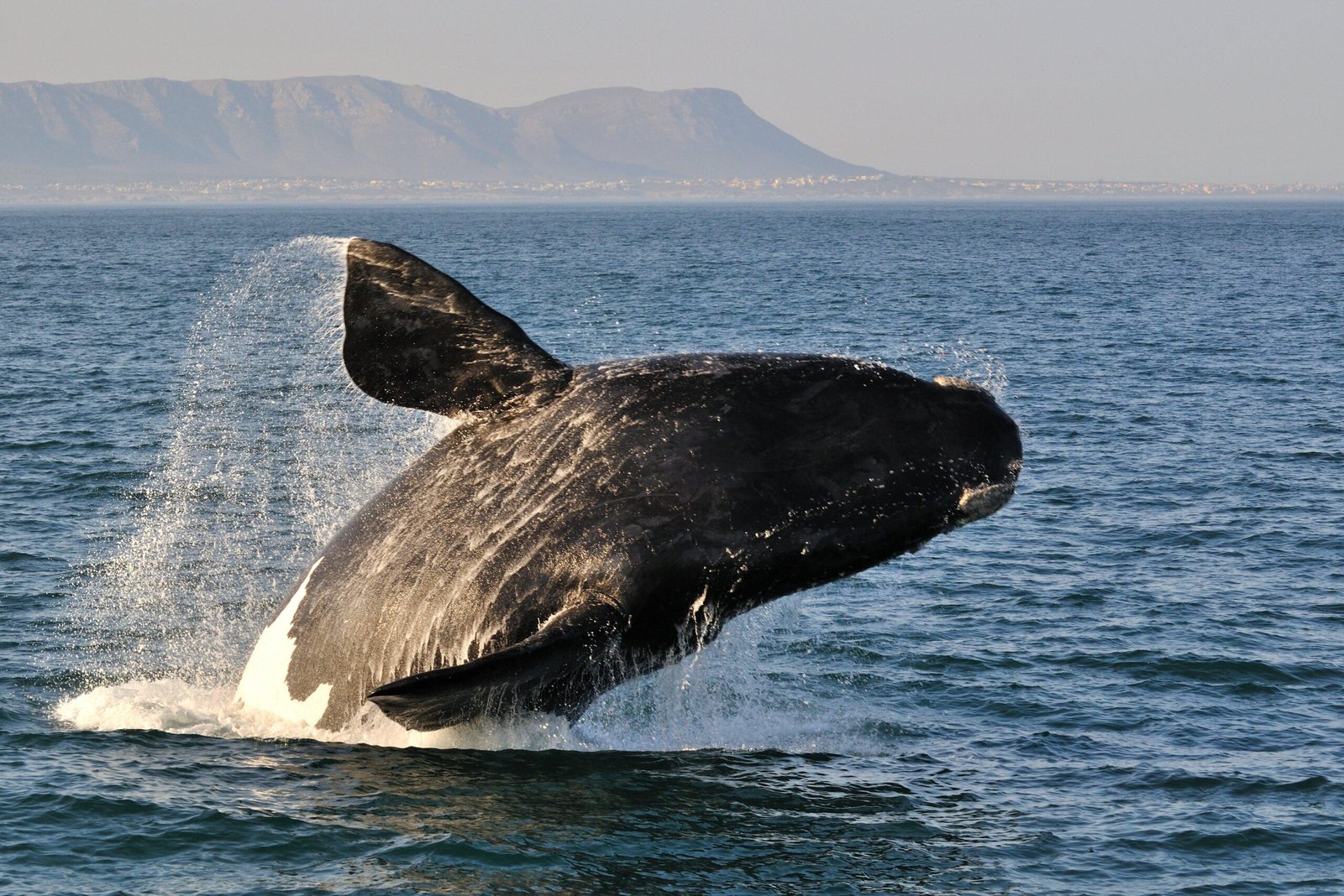 whale jump