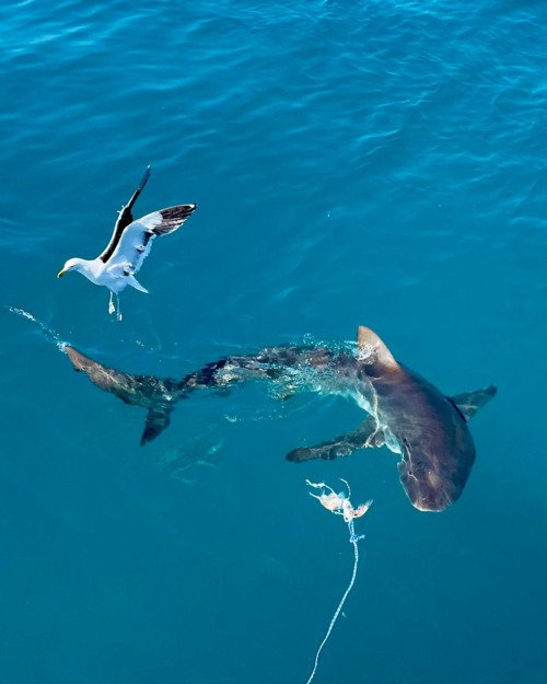bronze whaler sharks gansbaai seabird