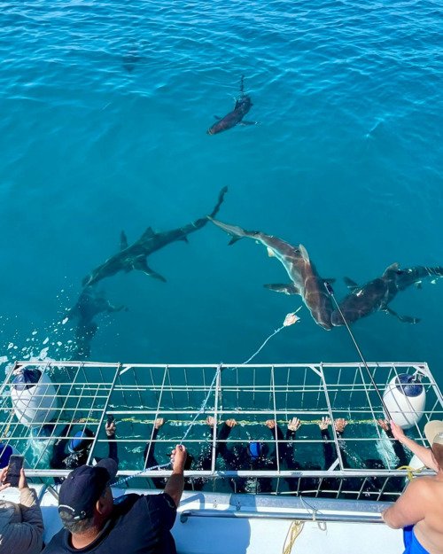 shark cage diving gansbaai bronze whalers