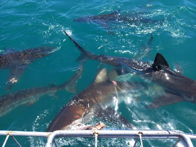 bronze whaler shark in gansbaai