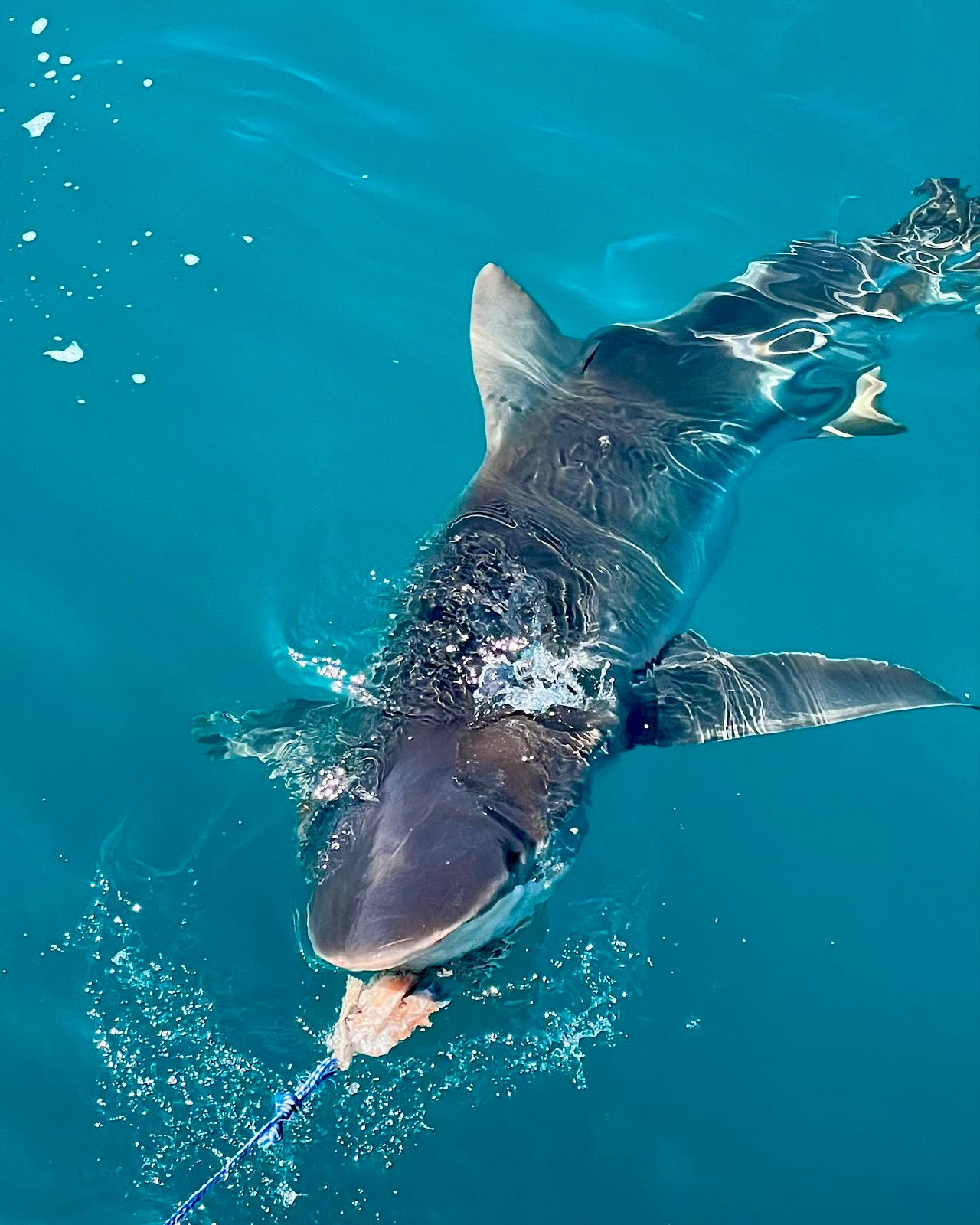 Close-up of a Bronze Whaler shark swimming at the surface during a shark cage diving trip in Gansbaai, South Africa