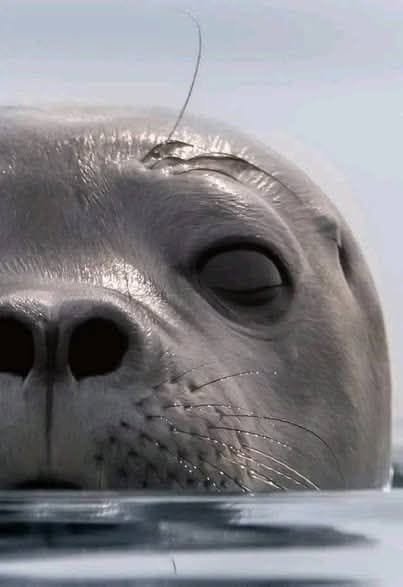 i seal you