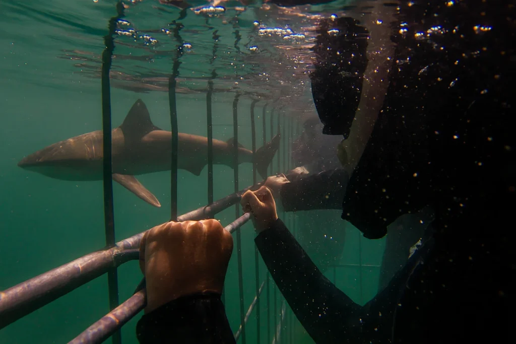 cage diver and bronze whaler 1