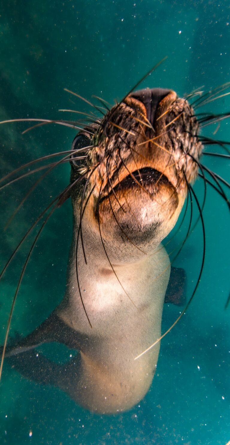 web marine dynamics swimming with seas gallery cape fur seal under water close up 5